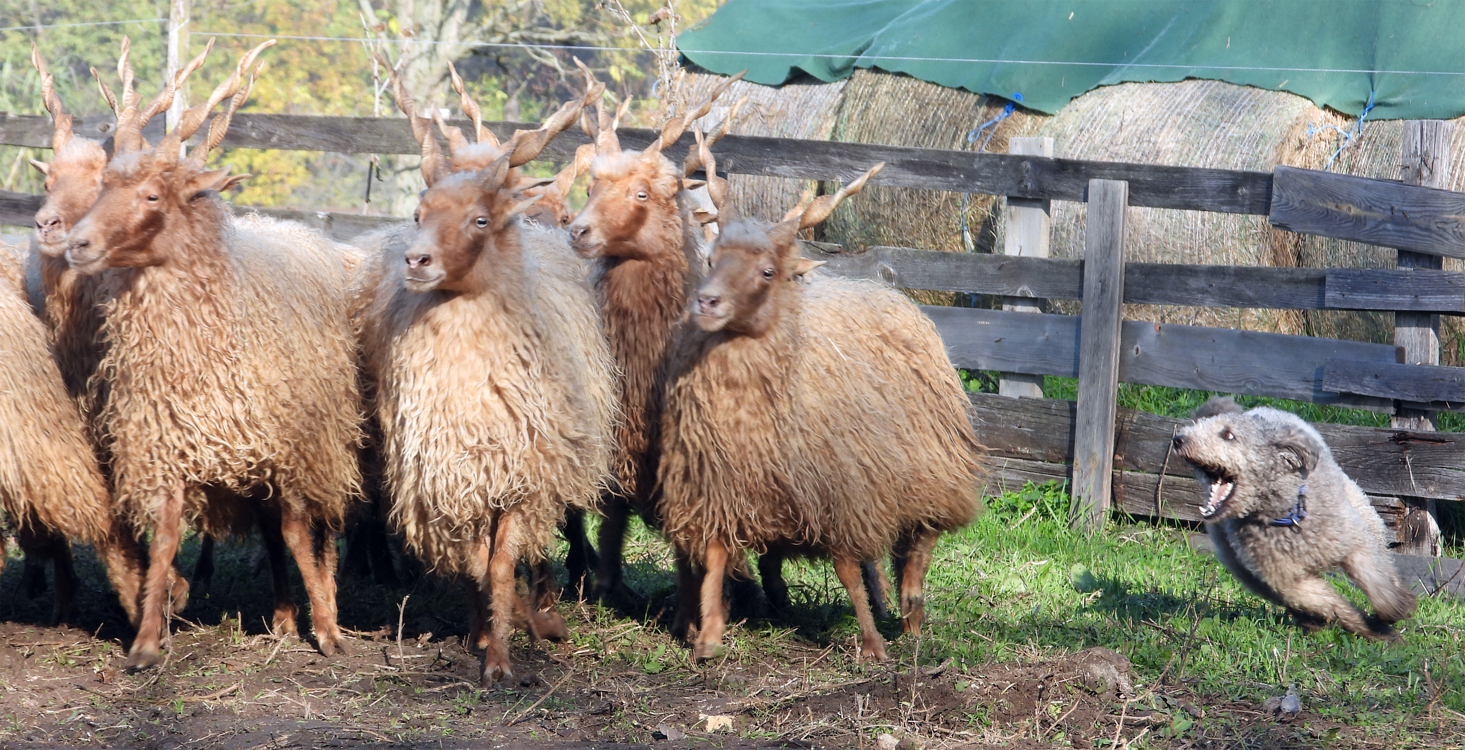 A pumi megőrzésének jelentősége