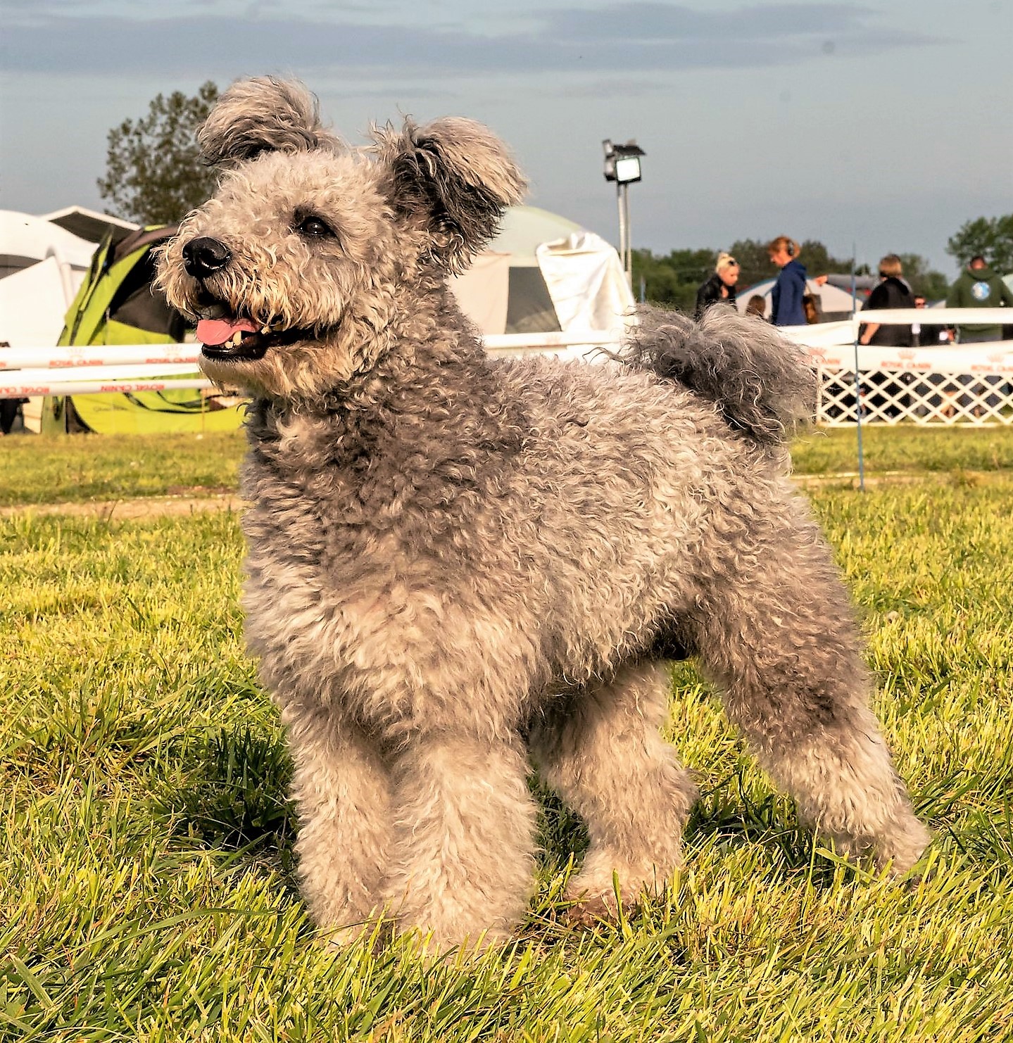 JWW21 WW22 HJCH HCH HSCH SrbJCH HrJCH RoJCH BIHCH EspCH Serteperti Döme